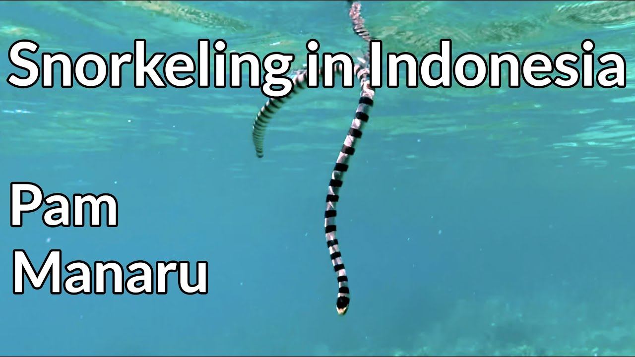 Manaru, Pam - Snorkeling In Indonesia