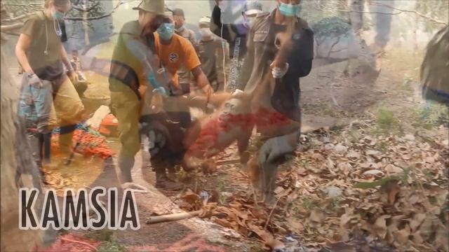 IAR Rescue 20 Orangutans as a Result of Forest Fires смотреть онлайн