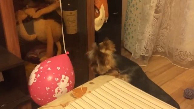 Йорк Ричи и воздушный шарик Часть 2 смотреть онлайн