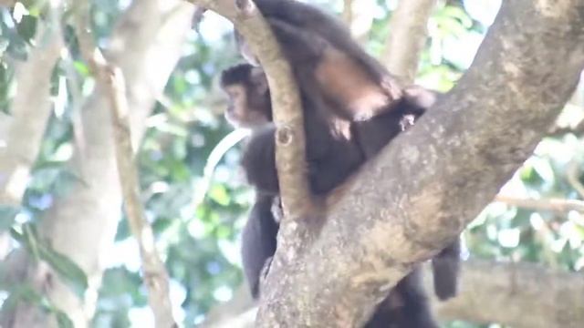 Sapajus nigritus (Macaco-Prego) смотреть онлайн