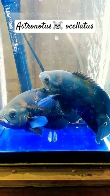 Astronotus ocellatus #аквариум #aquarium #астронотус смотреть онлайн