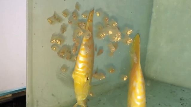 Дискусы с мальками от Sa Lem смотреть онлайн