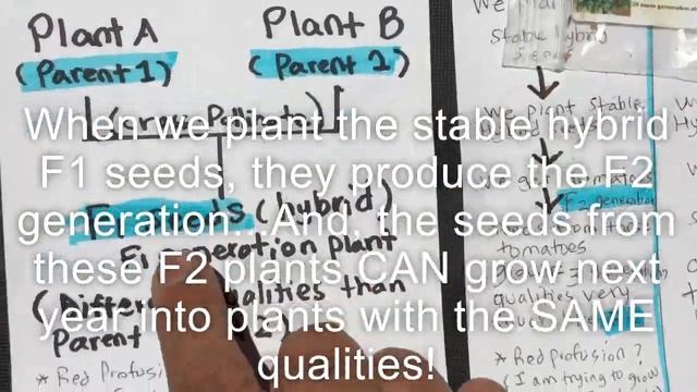 (Video 34) Stable vs Unstable Hybrid Seeds | Red Profusion Hybrid Test | Heirlooms vs Hybrids. смотреть онлайн