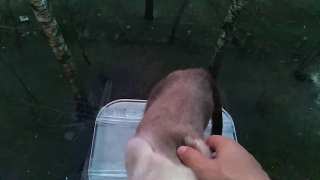 Кошка гуляет по подоконнику. смотреть онлайн