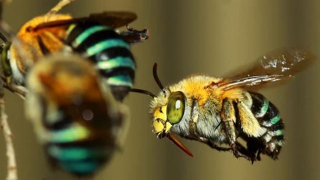 Earthcast SOS - Aussie Headbangers, Blue Banded Bees смотреть онлайн