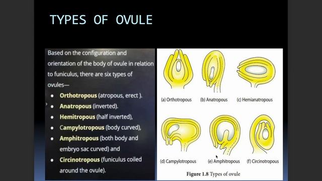 Megasporogenesis II Sexual Reproduction in Flowering Plants II Class 12 смотреть онлайн
