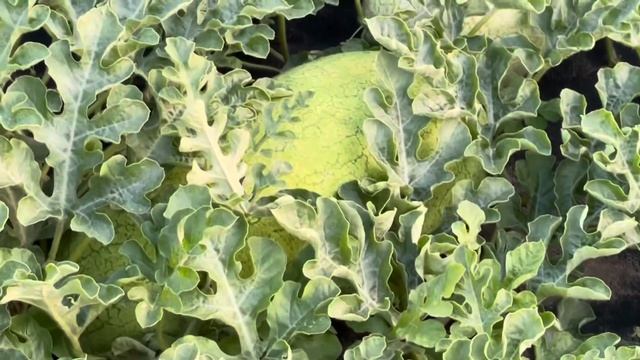 Диня , яка здивувала у 2023 році