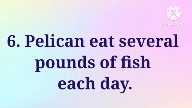 Pelican/10 Lines On Pelican In English/Essay On Pelican/Few Lines On Pelican/Paragraph On Pelican