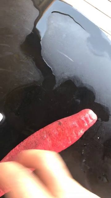 Красный морской огурец