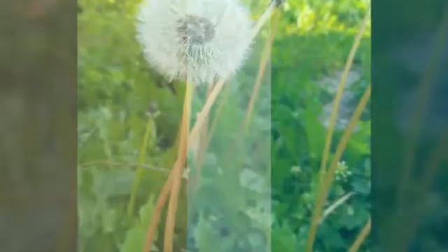 Слайд-шоу#3. Цветы, которые я когда-либо видела у себя смотреть онлайн