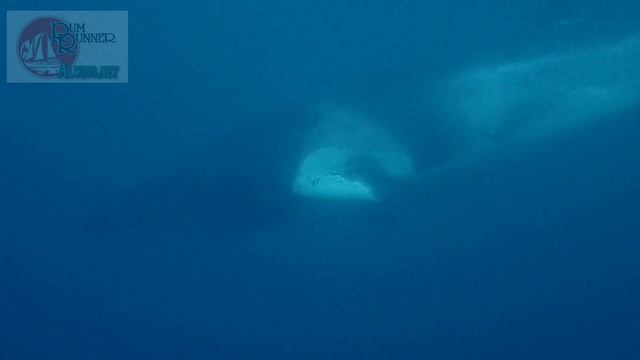 Encounter The First Minke Whale In 2022 On The Great Barrier Reef 今年も最初のミンククジラ