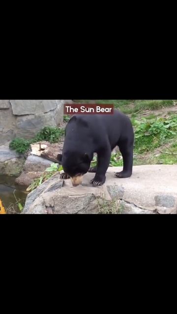 The Sun Bears (Helarctos Malayanus) смотреть онлайн