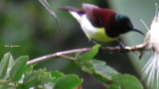 BIRDS OF INDIA PART - 2 смотреть онлайн