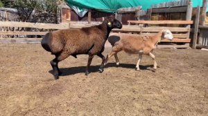 Плем баран гиссарской породы возраст 2,4 года и будущий плем баран сын слона Салихова Магомеда 4 ме
