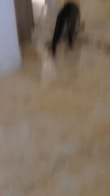 коты и кошки едят. смотреть онлайн