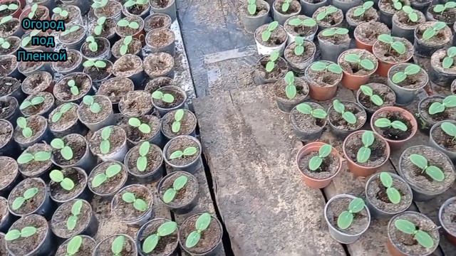 Четвероногие вредители огурцов смотреть онлайн