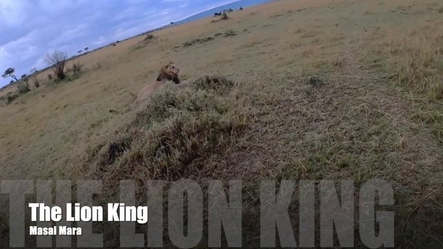 Wounded Lion in Masai Mara, Kenya смотреть онлайн