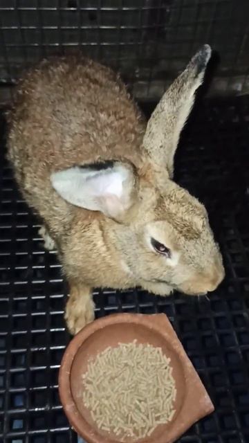 RABBIT, giving a dinner food pellets смотреть онлайн