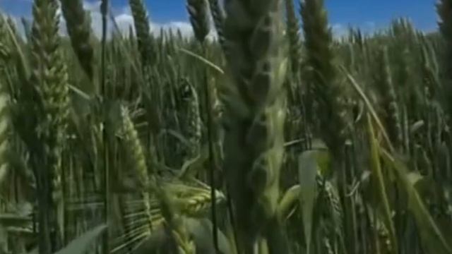 Раскудрявый синеглазый! Ходит бродит под окном.