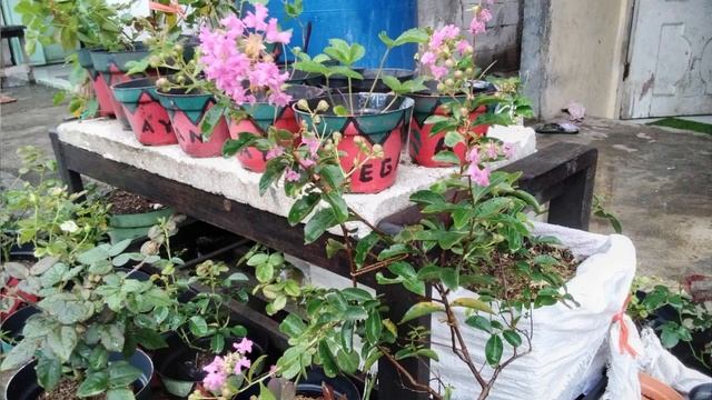 bunga sakura pink смотреть онлайн