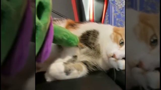 спайк гладит мою кошку