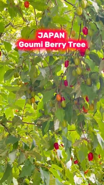 #goumi #fruit #berry #kagawa #japan