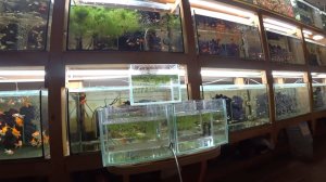 Запустил беременных Гуппи в нерестовики. Будни Аквариумиста.