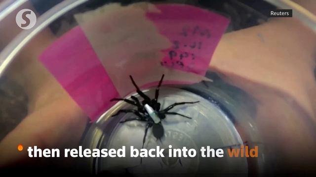 Tracking one of the world's deadliest spiders смотреть онлайн