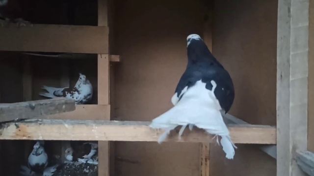 КАБУТАРЛАР УЧМА КИЗИЛ ХАККАЛАР 70та 📞979940029 UCHMA KABUTARLAR QIZIL HAKKALAR BARTER BOR