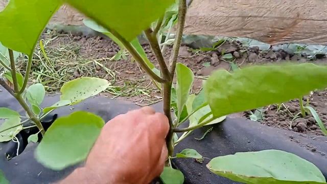 КОРИСНІ ПОРАДИ ПРО ПАСИНКУВАННЯ БАКЛАЖАНА.🍆🍆🍆 смотреть онлайн