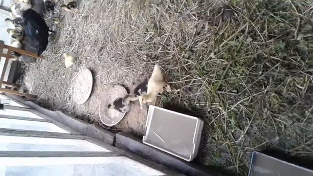 индоутята с индоутками