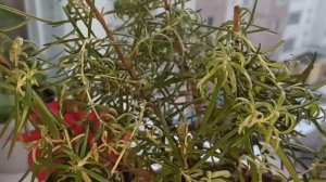 Мучнистая роса на розмарине 26.02.2024