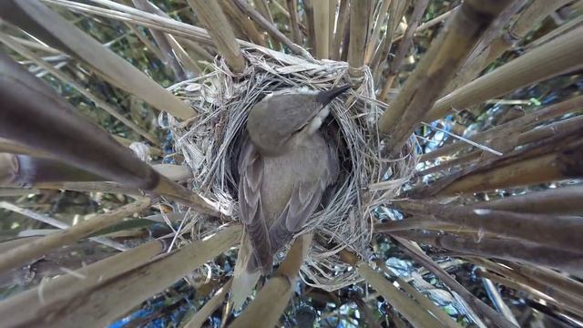 Камышовка Дроздовидная 160611 2 ГРЭС 5яиц 0613 9 смотреть онлайн
