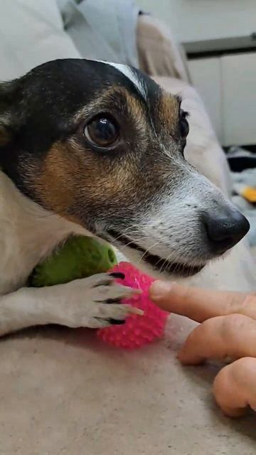 МОЯ ЛЮБИМАЯ УАРДА🐕