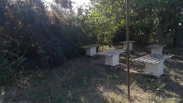 Ситуация на нашей пасеке на 10 сентября 2021 года. смотреть онлайн