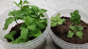 Как за 10 дней в вермикулите укоренились черенки Петунии