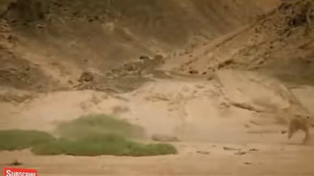 Tiger super Vs jiraf super hit . Lovely Studio смотреть онлайн