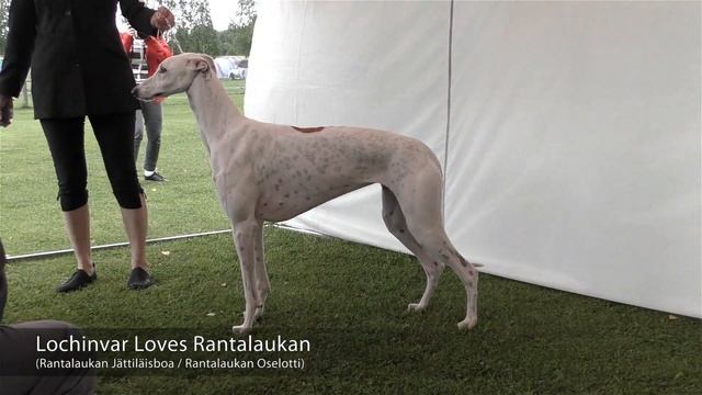 Finnish Greyhound Club Speciality Show 2017 смотреть онлайн
