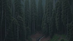 Звуки дождя с громом и молнией в лесу