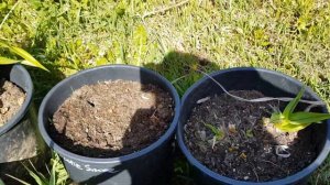 ЛИЛЕЙНИКИ В ГОРШКАХ ПОСЛЕ ЗИМЫ