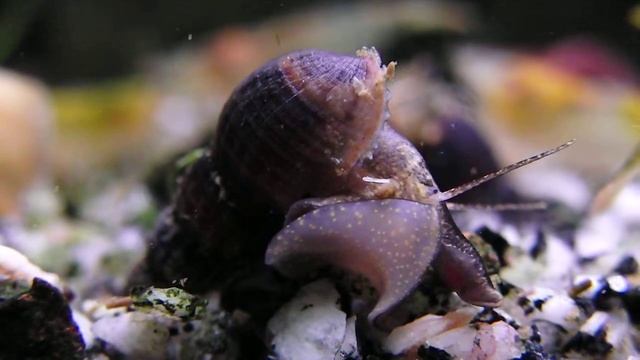 Turmdeckelschnecke Melanoides tuberculata 2. смотреть онлайн