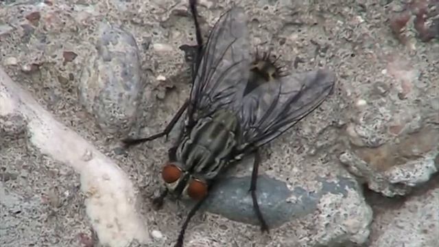 Flesh Fly (Sarcophagidae: Sarcophaga) Resting смотреть онлайн