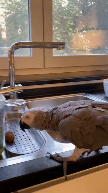 Какой любопытный!) Попугай Винчи и коробочка с зеленью ;) #shorts смотреть онлайн