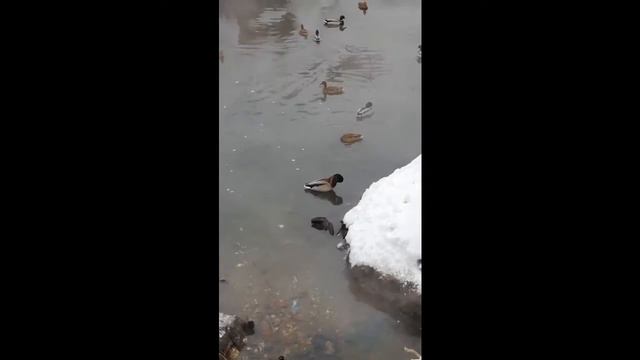 Утки. Зимовка в городе. смотреть онлайн