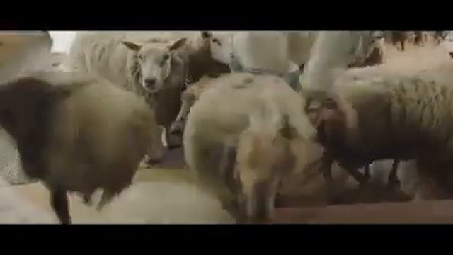 Ikea Sheep смотреть онлайн