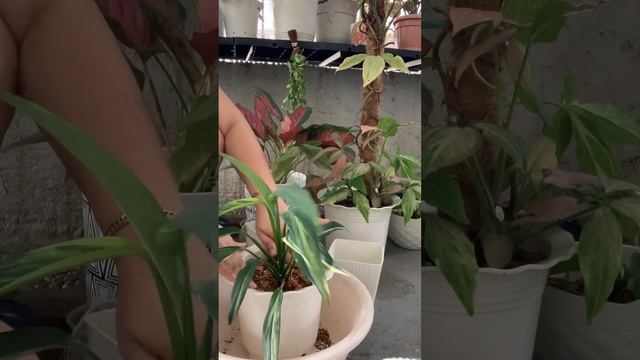 Epipremnum Amplissimum Var. / MomSisTv смотреть онлайн