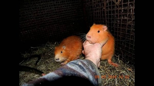 НУТРИЯ НА СКОЛЬКО ОНА ОПАСНА   NUTRIA HOW DANGEROUS IS IT