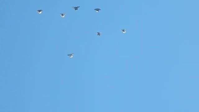 тренировка 08 06 2018 смотреть онлайн