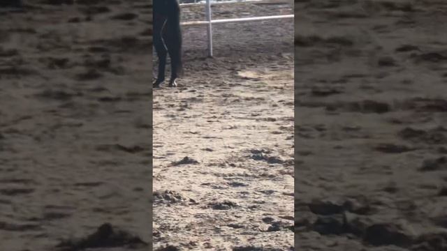 Пришли в летний манеж, в лошадям ? Можно ли выпускать лошадей в летний манеж?🙀 смотреть онлайн