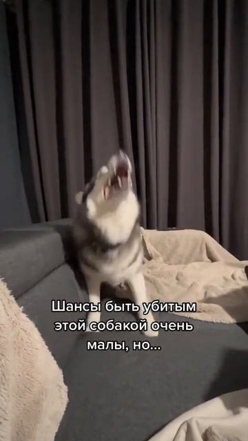 Шансы есть всегда😏 #питомец #приколы #смешнаясобака #хаски